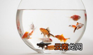 孔雀鱼和珍珠鱼可以混养吗 孔雀鱼和珍珠鱼能不能混养
