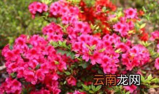 在家里如何养杜鹃花 在家里怎样养杜鹃花