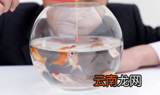 燕鱼可以和孔雀鱼混养吗 燕鱼能不能和孔雀鱼混养