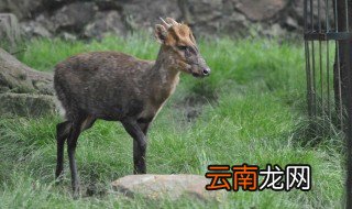 几子是什么动物 几子动物介绍