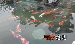 养锦鲤为什么要放盐 养锦鲤要放盐的原因