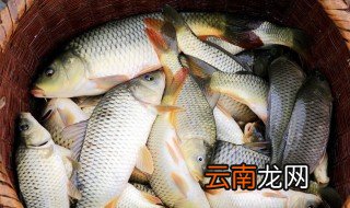 快要死的鱼能吃吗 死了的鱼还能吃吗