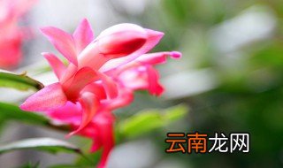 用沙子和田园土扦插蟹爪兰可以吗 要具备什么要求