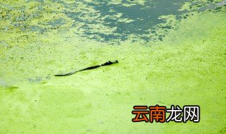 灭藻药有几种 灭藻剂的主要成分有哪些