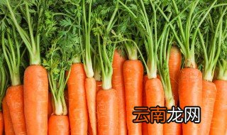 带泥胡萝卜怎样保存时间长 带泥胡萝卜的保存方法