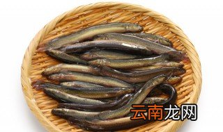 活泥鳅怎么长时间保存 活泥鳅如何长时间保存