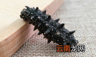 海参如何保存方法 海参怎样保存