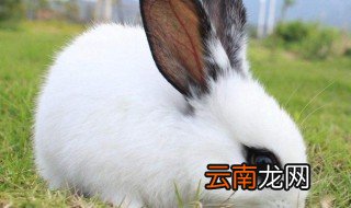 蘑菇打一生肖 你知道吗