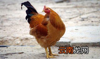 一勇之夫楚霸王打一生肖 这是鸡生肖