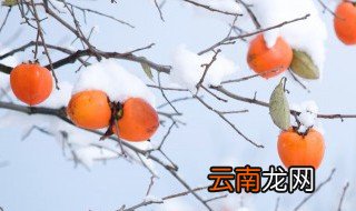 熟柿子怎么保存 熟柿子如何保存