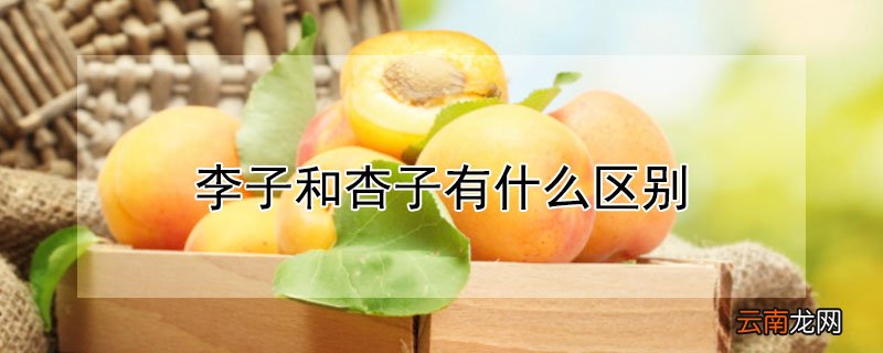 李子和杏子有什么区别