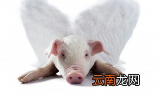 猪饲料的配方及含量 猪的常用饲料种类有几种