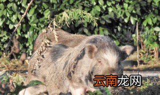 日本人捉野猪的方法 原来是这样抓的