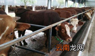如何养牛致富 这4点真的很重要