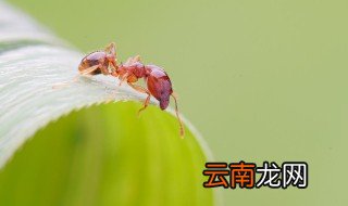 微摄是什么 涨知识了
