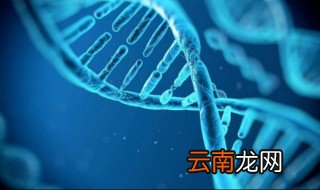 dmd与bmd基因检测的区别 教你如何正确区分
