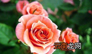 玫瑰精油可以直接涂脸上吗 爱美人士来看一看吧