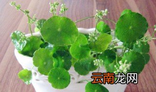 爱情草怎么种 爱情草如何种