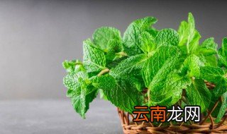 在家怎么种薄荷 在家如何种薄荷