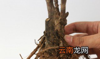 牡丹花根怎么种 牡丹花根的种植方法