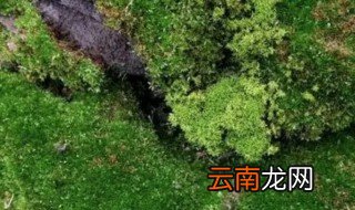 怎么种青苔 怎么种青苔方法