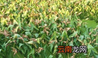 茨菇怎么种 茨菇如何种