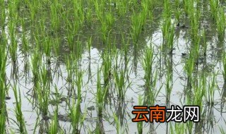 稻谷怎么种 稻谷怎么种方法