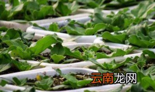 冰菜什么时间种植最好 冰菜什么时候种植最好