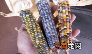 彩色玉米是怎么种出来的 彩色玉米是如何种出来的