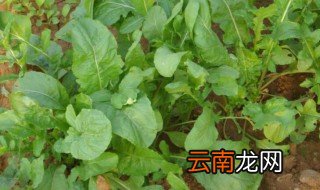 臭菜怎么种 臭菜如何种
