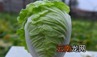 白菜怎么种植 白菜的种植方法
