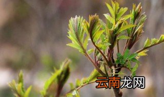 香椿树籽怎么种 香椿树籽的种植方法