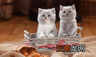 猫咪朋友圈说说 关于猫咪朋友圈句子