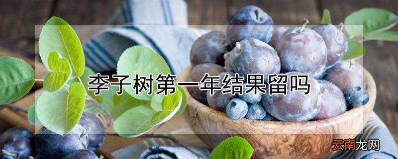 李子树第一年结果留吗