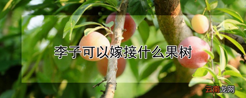 李子可以嫁接什么果树