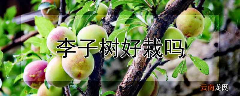 李子树好栽吗