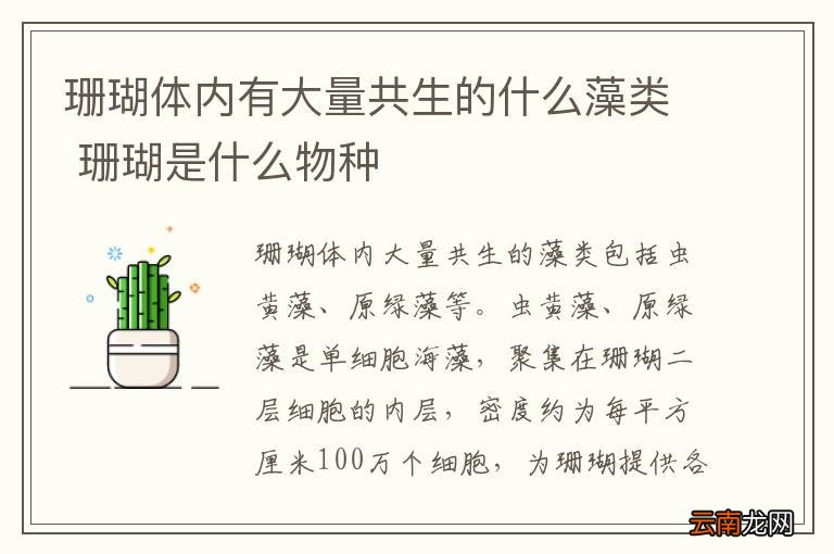 珊瑚体内有大量共生的什么藻类 珊瑚是什么物种
