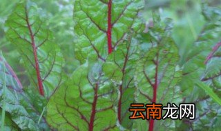 中药君达菜的功效与作用 关于中药君达菜的功效与作用