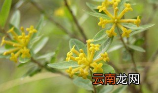中药南岭荛花的功效与作用 中药南岭荛花的功效与作用介绍