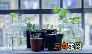 水生植物的种植方法 水生植物的种植方法有哪些
