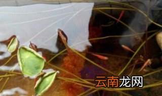 碗莲可以种在鱼缸里吗 碗莲可不可以种在鱼缸里