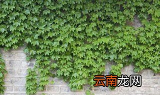 种植爬山虎多大的盆 种植爬山虎需要多大的盆