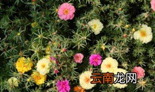 太阳花耐寒吗太阳花如何种最好 太阳花耐不耐寒