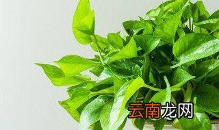 耐阴的水培植物有哪些 适合家养的水生植物有哪些