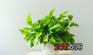 鱼缸里养绿萝换水和氧气问题 能不能鱼缸里养绿萝