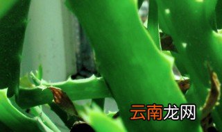 雪花芦荟可以放在室内养吗有毒吗 雪花芦荟能不能放室内养护