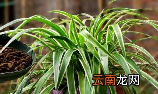 吊兰怎么养才能更茂盛 吊兰如何养才能更茂盛