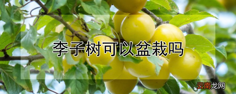 李子树可以盆栽吗