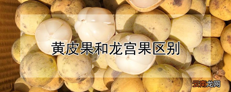 黄皮果和龙宫果区别