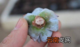 砍头多肉怎么种 注意感染真菌